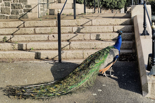 Read more about the article Jersey: sad villagers say farewell to parish peacock