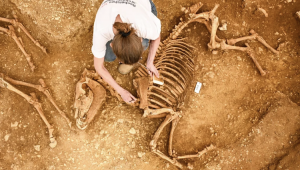 France: skeletons of 28 horses discovered in ‘astonishing’ 2,000-year-old graves