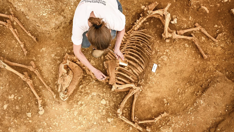 You are currently viewing France: skeletons of 28 horses discovered in ‘astonishing’ 2,000-year-old graves